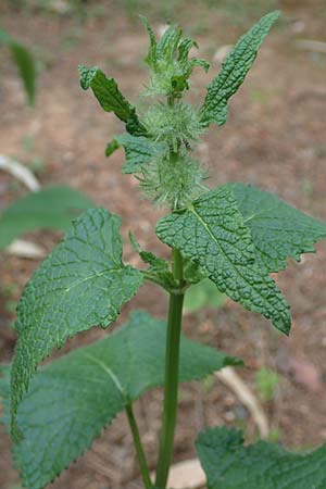 Phlomis tuberosa \ Knollen-Brandkraut / Tuberous Jerusalem Sage, GR Athen, Mount Egaleo 10.4.2019