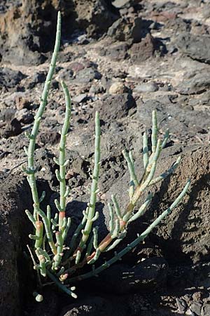 Salicornia fruticosa \ Strauchige Gliedermelde / Glasswort, GR Euboea (Evia), Kavos 26.8.2017