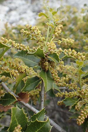 Quercus coccifera \ Kermes-Eiche, Stech-Eiche / Kermes Oak, GR Athen, Mount Egaleo 10.4.2019