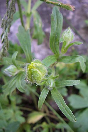 Ranunculus psilostachys \ Flaumiger Hahnenfu / Fuzzy Buttercup, GR Zagoria, Monodendri 15.5.2008