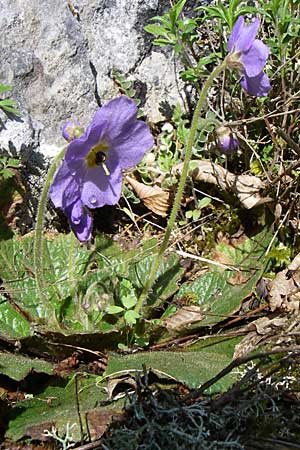 Ramonda serbica / Serbian Phoenix Flower, GR Zagoria, Vikos - Gorge 15.5.2008