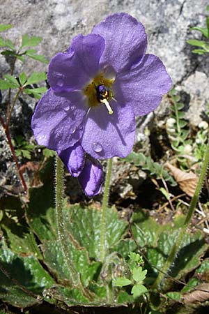 Ramonda serbica \ Serbischer Felsenteller / Serbian Phoenix Flower, GR Zagoria, Vikos - Schlucht / Gorge 15.5.2008
