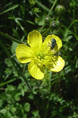 Ranunculus velutinus \ Samtiger Hahnenfu / Velvet Buttercup, GR Zagoria, Kipi 18.5.2008