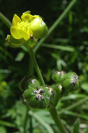 Ranunculus velutinus \ Samtiger Hahnenfu / Velvet Buttercup, GR Zagoria, Kipi 18.5.2008