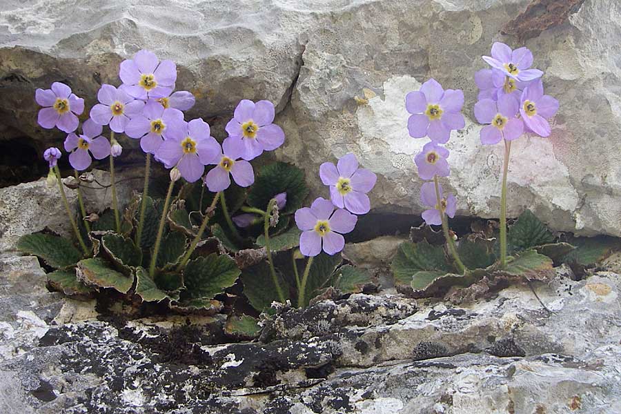 Ramonda serbica \ Serbischer Felsenteller / Serbian Phoenix Flower, GR Zagoria, Monodendri 19.5.2008