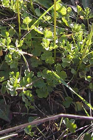 Ranunculus gracilis \ Zierlicher Hahnenfu / Gracile Buttercup, GR Peloponnes, Manthirea 1.4.2013