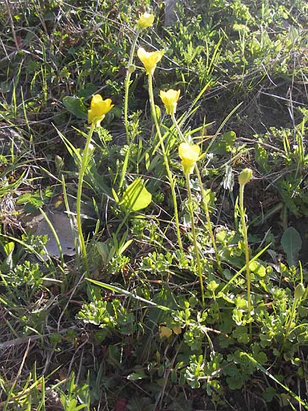 Ranunculus gracilis \ Zierlicher Hahnenfu / Gracile Buttercup, GR Peloponnes, Manthirea 1.4.2013