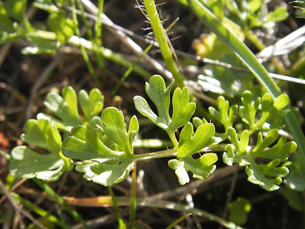 Ranunculus gracilis \ Zierlicher Hahnenfu / Gracile Buttercup, GR Peloponnes, Manthirea 1.4.2013