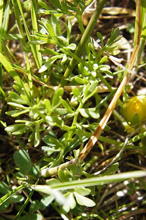 Ranunculus millefoliatus \ Tausendblttriger Hahnenfu, GR Parnitha 3.4.2013