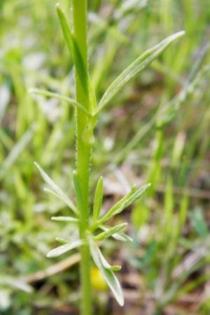 Ranunculus millefoliatus \ Tausendblttriger Hahnenfu / Thousandleaf Buttercup, GR Parnitha 3.4.2013