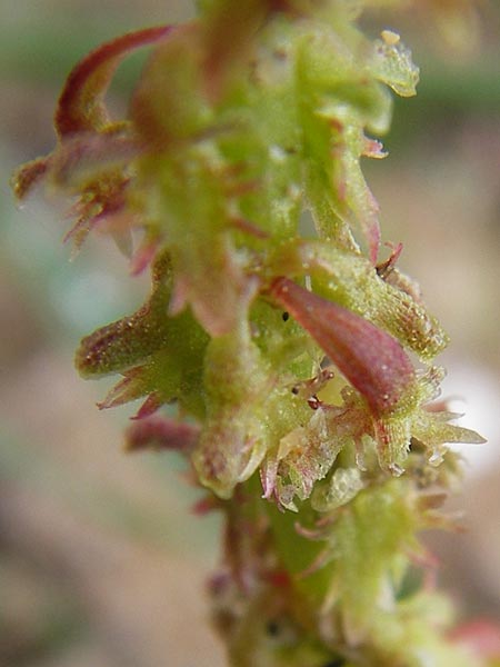 Rumex bucephalophorus \ Stierkopf-Ampfer / Horned Dock, GR Peloponnes, Strofilia-Wald bei Kalogria / Peloponnese, Strofilia Forest near Kalogria 27.3.2013