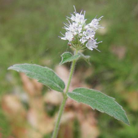 Mentha longifolia / Horse Mint, GR Euboea (Evia), Dimosari - Gorge 29.8.2014