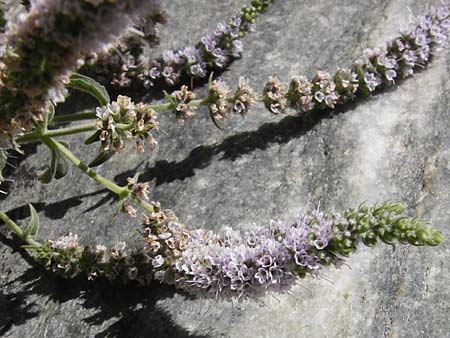 Mentha longifolia \ Ross-Minze / Horse Mint, GR Euboea (Evia), Dimosari - Schlucht / Gorge 29.8.2014