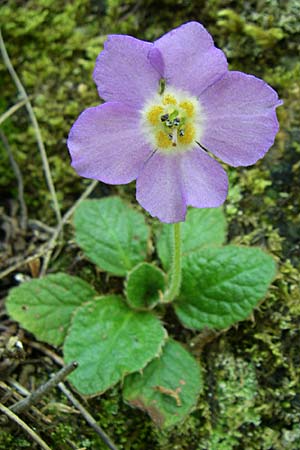 Ramonda serbica \ Serbischer Felsenteller / Serbian Phoenix Flower, GR Aoos - Schlucht / Gorge 16.5.2008