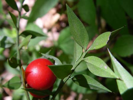 Ruscus aculeatus \ Stechender Musedorn / Butcher's Broom, GR Aoos - Schlucht / Gorge 16.5.2008