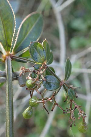 Rubia peregrina \ Wilde Rte / Wild Madder, GR Euboea (Evia), Neos Pirgos 25.8.2017