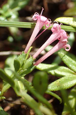 Plocama calabrica \ Kalabrische Putorie / Stinking Madder, GR Euboea (Evia), Istiea 30.8.2017