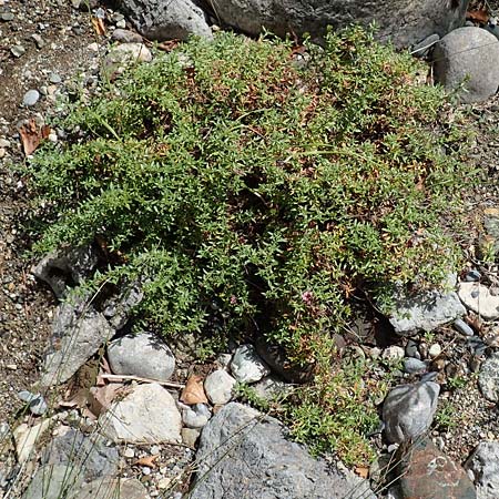 Plocama calabrica / Stinking Madder, GR Euboea (Evia), Istiea 30.8.2017