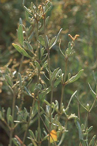 Halimione portulacoides / Sea Purslane, GR Amvrakikos Kolpos ( gulf ) 5.9.2007