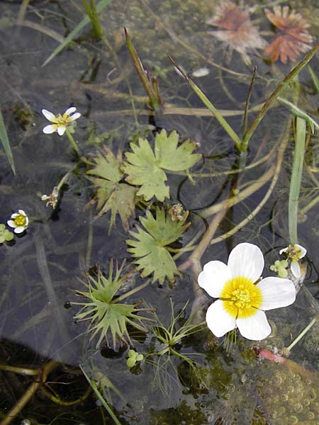 Ranunculus aquatilis ? \ Gewhnlicher Wasser-Hahnenfu / Common Water Crowfoot, White Water Crowfoot, GR Peloponnes, Strofilia-Wald bei Kalogria / Peloponnese, Strofilia Forest near Kalogria 27.3.2013