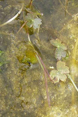 Ranunculus aquatilis ? \ Gewhnlicher Wasser-Hahnenfu / Common Water Crowfoot, White Water Crowfoot, GR Peloponnes, Strofilia-Wald bei Kalogria / Peloponnese, Strofilia Forest near Kalogria 27.3.2013