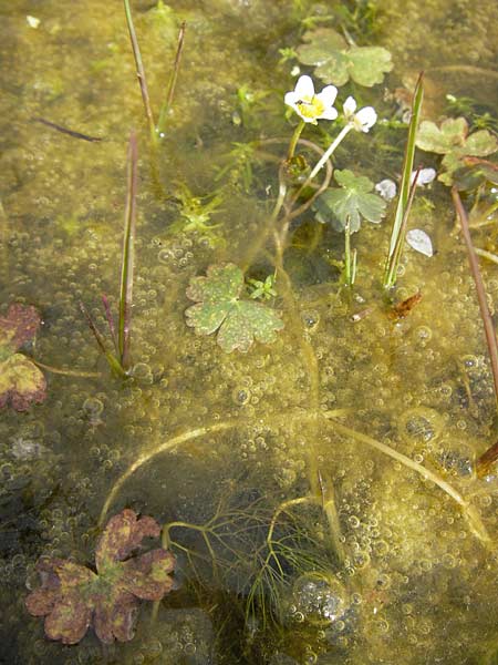 Ranunculus aquatilis ? \ Gewhnlicher Wasser-Hahnenfu / Common Water Crowfoot, White Water Crowfoot, GR Peloponnes, Strofilia-Wald bei Kalogria / Peloponnese, Strofilia Forest near Kalogria 27.3.2013