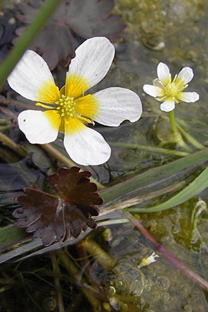 Ranunculus aquatilis ? \ Gewhnlicher Wasser-Hahnenfu / Common Water Crowfoot, White Water Crowfoot, GR Peloponnes, Strofilia-Wald bei Kalogria / Peloponnese, Strofilia Forest near Kalogria 27.3.2013