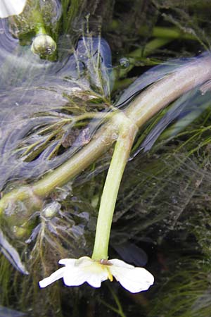 Ranunculus trichophyllus ? \ Haarblättriger Wasser-Hahnenfuß / Thread-Leaved Water Crowfoot, GR Peloponnes, Manthirea 1.4.2013