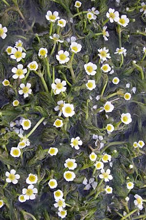 Ranunculus trichophyllus ? \ Haarblttriger Wasser-Hahnenfu / Thread-Leaved Water Crowfoot, GR Peloponnes, Manthirea 1.4.2013