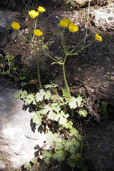 Ranunculus sprunerianus \ Spruners Hahnenfu / Spruner's Buttercup, GR Hymettos 4.4.2013