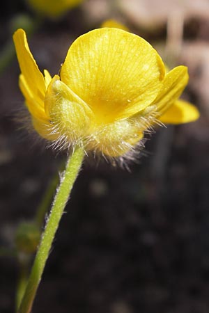 Ranunculus sprunerianus \ Spruners Hahnenfu / Spruner's Buttercup, GR Hymettos 4.4.2013