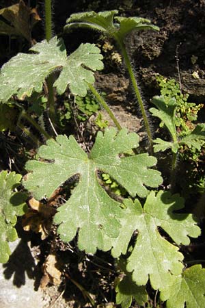 Ranunculus sprunerianus \ Spruners Hahnenfu / Spruner's Buttercup, GR Hymettos 4.4.2013