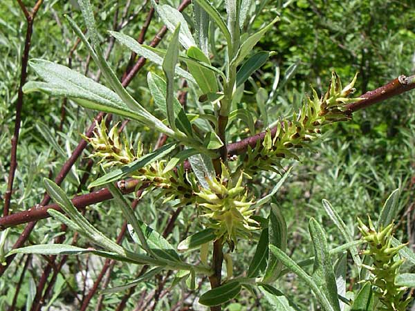 Salix elaeagnos \ Lavendel-Weide / Olive Willow, GR Zagoria, Vikos - Schlucht / Gorge 15.5.2008