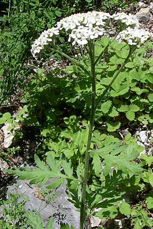 Achillea grandifolia \ Groblttrige Schafgarbe / White Milfoil, GR Zagoria, Vikos - Schlucht / Gorge 15.5.2008
