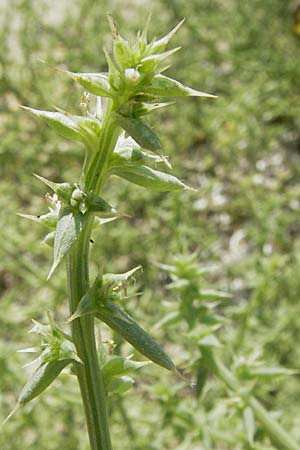 Salsola kali subsp. kali \ Kali-Salzkraut, GR Parga 24.8.2007