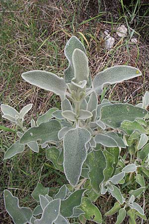 Phlomis fruticosa \ Strauchiges Brandkraut / Jerusalem Sage, GR Igoumenitsa 13.5.2008