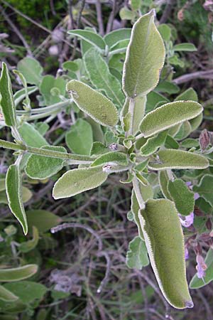 Salvia fruticosa / Greek Sage, GR Igoumenitsa 13.5.2008