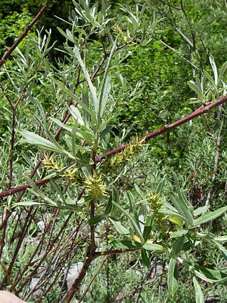 Salix elaeagnos \ Lavendel-Weide / Olive Willow, GR Zagoria, Vikos - Schlucht / Gorge 15.5.2008