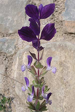Salvia viridis \ Buntschopf-Salbei / Annual Clary, GR Konitsa 16.5.2008