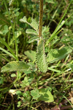 Salvia viridis \ Buntschopf-Salbei / Annual Clary, GR Konitsa 16.5.2008