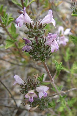 Satureja thymbra / Thyme-Leaved Savory, Pink Savory, GR Hymettos 20.5.2008