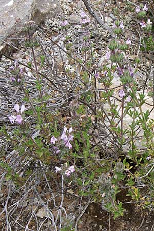 Satureja thymbra \ Thymianblttriges Bohnenkraut / Thyme-Leaved Savory, Pink Savory, GR Hymettos 20.5.2008