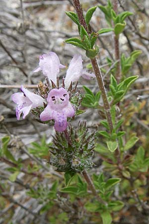 Satureja thymbra \ Thymianblttriges Bohnenkraut / Thyme-Leaved Savory, Pink Savory, GR Hymettos 20.5.2008