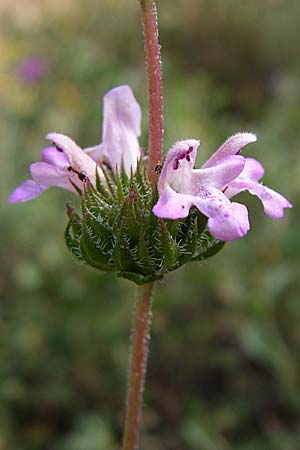 Satureja thymbra / Thyme-Leaved Savory, Pink Savory, GR Hymettos 21.5.2008