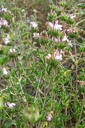 Satureja thymbra / Thyme-Leaved Savory, Pink Savory, GR Hymettos 21.5.2008