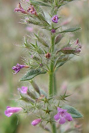 Micromeria nervosa \ Palstina-Steinminze / Veined Savory, GR Hymettos 21.5.2008