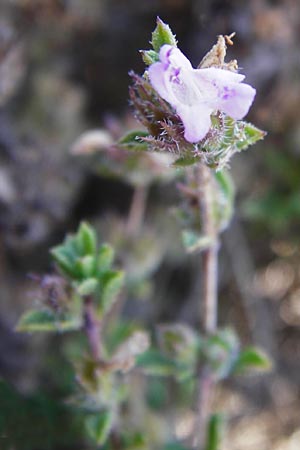 Satureja thymbra \ Thymianblttriges Bohnenkraut / Thyme-Leaved Savory, Pink Savory, GR Euboea (Evia), Marmari 27.8.2014