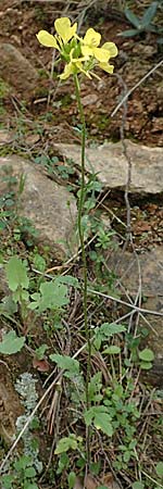 Sinapis arvensis \ Acker-Senf / Field Mustard, Charlock, GR Hymettos 20.3.2019