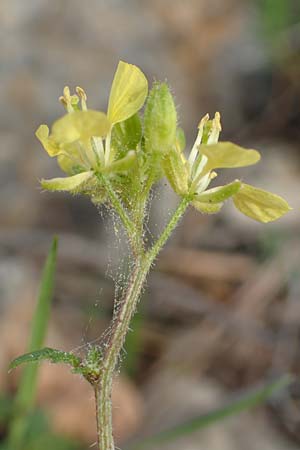 Sinapis arvensis \ Acker-Senf / Field Mustard, Charlock, GR Hymettos 20.3.2019