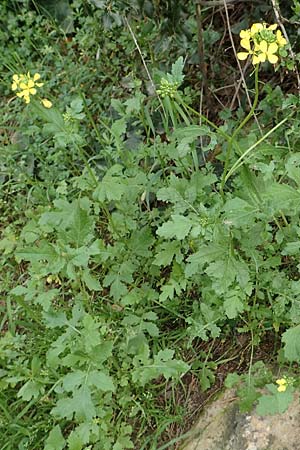 Sinapis arvensis \ Acker-Senf / Field Mustard, Charlock, GR Hymettos 20.3.2019